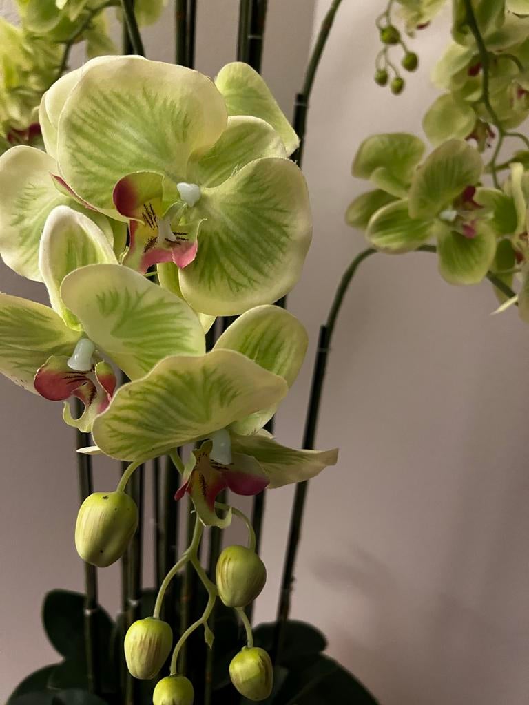 Hoge kwaliteit kunst orchideeën in schelpenvaas, Ophalen, Binnen, Groen, Kunstbloem