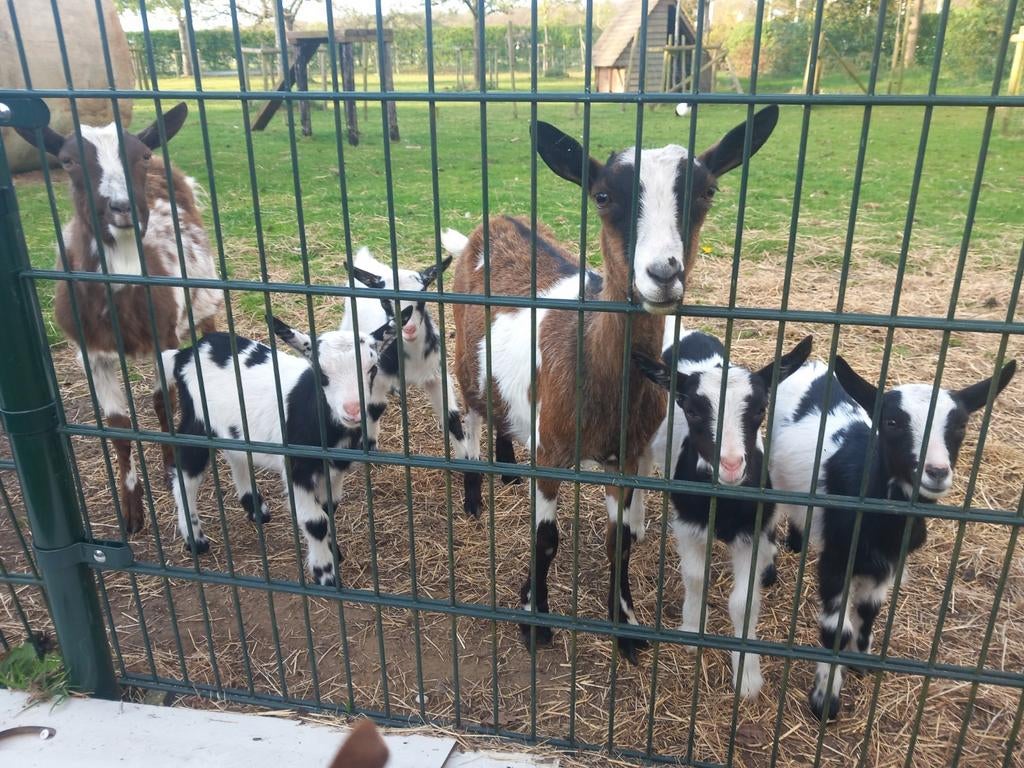 Lieve bonte bokjes en geitje te koop (Hoornloos), Dieren en Toebehoren, Mannelijk, Geit
