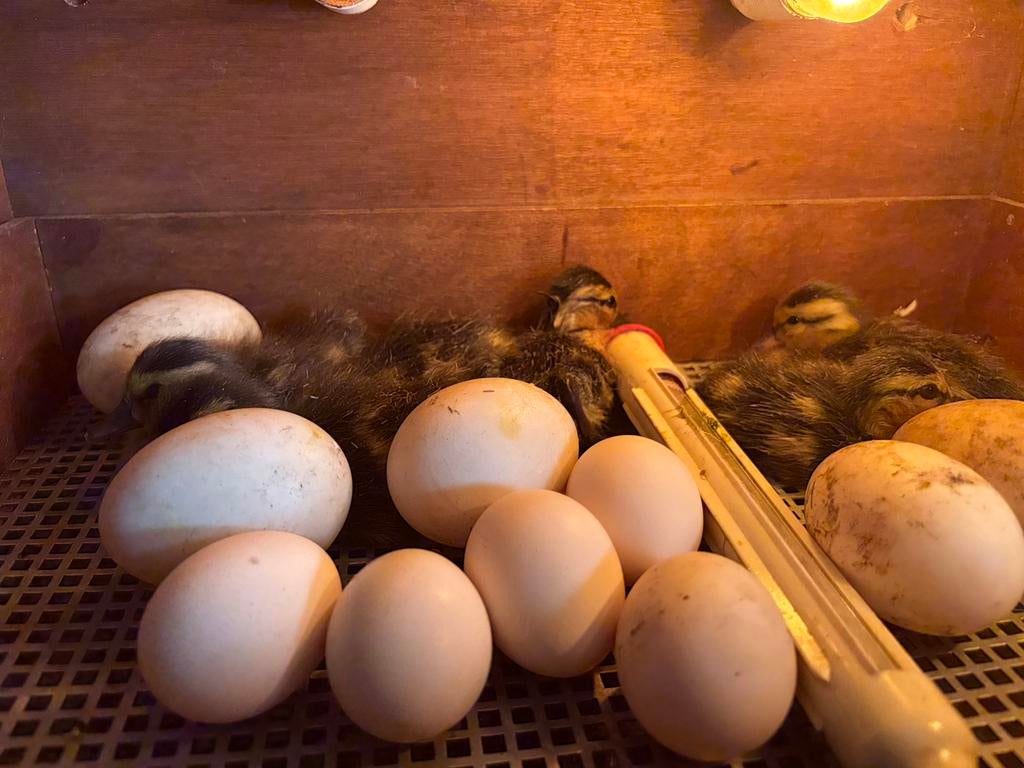 Mooie eenden kuikens!, Meerdere dieren, Eend