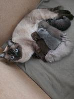 Britse korthaar kittens, Meerdere dieren, Ontwormd