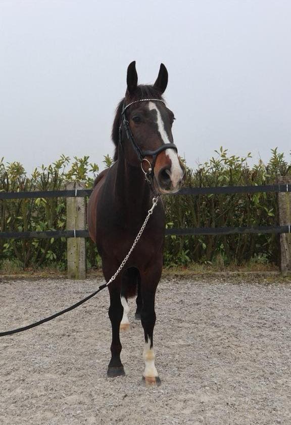 Te koop: Ingero van de Trichelhof, 13 jarige ruin, Dieren en Toebehoren, Paarden, Met stamboom, Ruin, Niet van toepassing, Dressuurpaard
