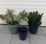 Buitenplanten & Potten, Ophalen, Overige soorten, Halfschaduw
