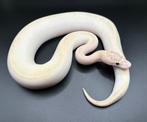 0.1 Ivory het Pied ball python regius te koop, Dieren en Toebehoren, Reptielen en Amfibieën, Slang, Tam, 0 tot 2 jaar