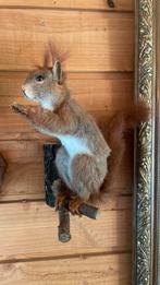 Opgezette dieren taxidermie mancave, Verzamelen, Ophalen of Verzenden, Zo goed als nieuw, Wild dier, Opgezet dier