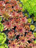Sempervivum vetplanten rotsplanten. Bodembedekker P9 planten, Bodembedekkers, Volle zon, Vaste plant, Ophalen of Verzenden