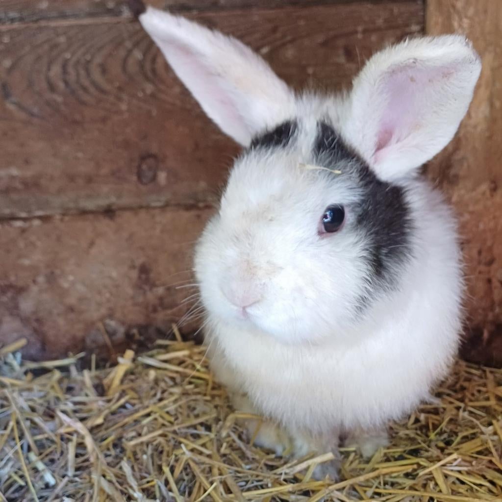 Lief rammetje, Dieren en Toebehoren, Konijnen, Mannelijk