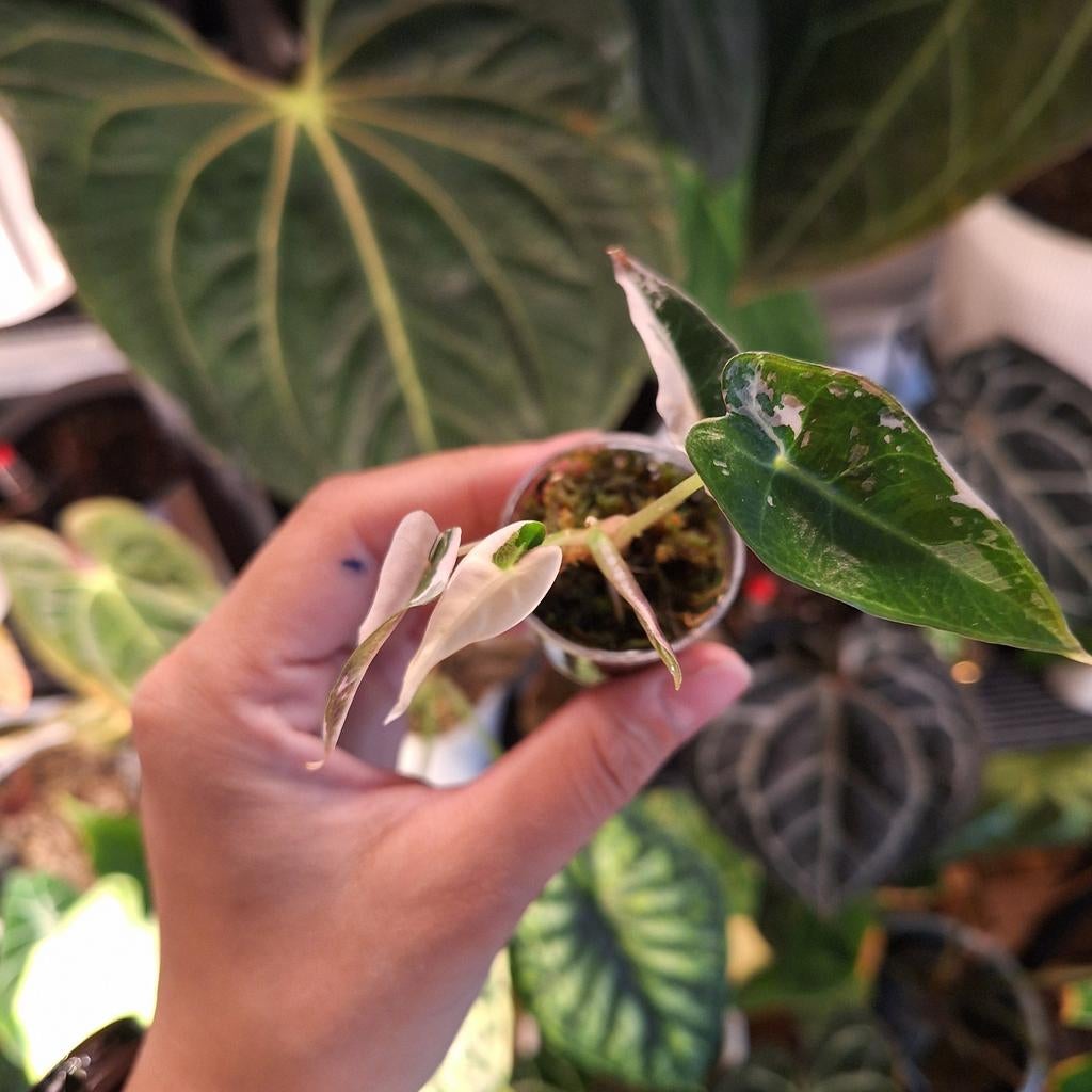 Alocasia Bambino Albo / Pink, Huis en Inrichting, Kamerplanten, Ophalen, Halfschaduw, Minder dan 100 cm