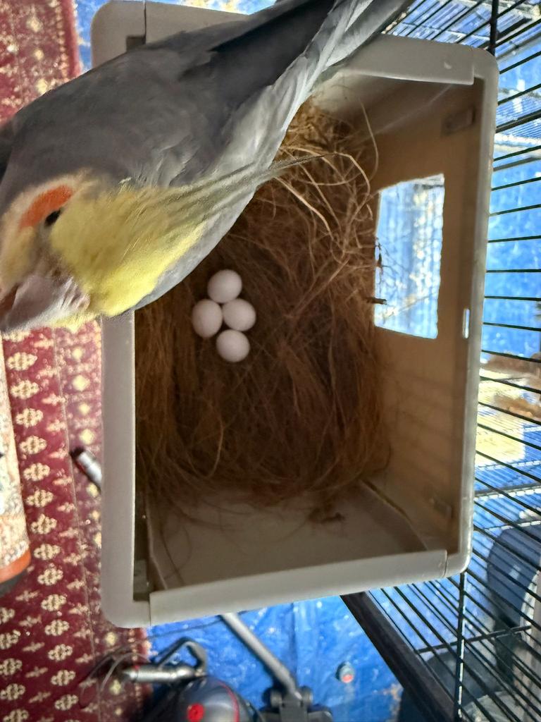Valkparkieten met eieren, Dieren en Toebehoren, Vogels | Parkieten en Papegaaien, Parkiet, Tam