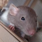 ❤️🐀Tamme Baby Dumbo Ratjes met Stamboom🧬, Dieren en Toebehoren, Rat, Februari, Meerdere dieren, Tam