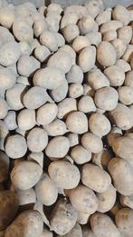 Agria poot aardappelen / pootgoed te koop, Ophalen, Nieuw