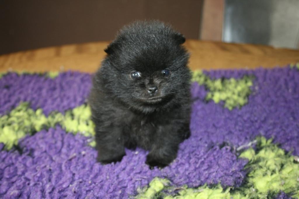 Pomeranian pup reutje, Dieren en Toebehoren, Honden | Poolhonden, Keeshonden en Oertypen, Parvo, Keeshond, Reu, 8 tot 15 weken