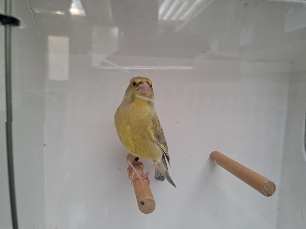 Groenling man., Dieren en Toebehoren, Mannelijk, Wildzangvogel, Geringd