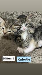Lieve kittens, Dieren en Toebehoren, Meerdere dieren, Ontwormd, 0 tot 2 jaar