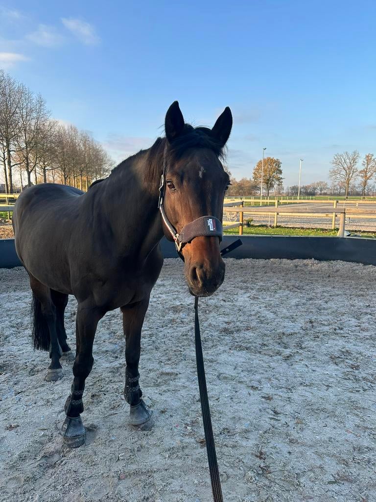 Lieve ruin voor grondwerk / weidemaatje, Met stamboom, Ruin, 160 tot 165 cm, 11 jaar of ouder