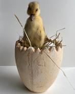 Opgezet echt eenden kuiken in stenen pot met stro en ei, Ophalen of Verzenden, Zo goed als nieuw, Vogel, Opgezet dier