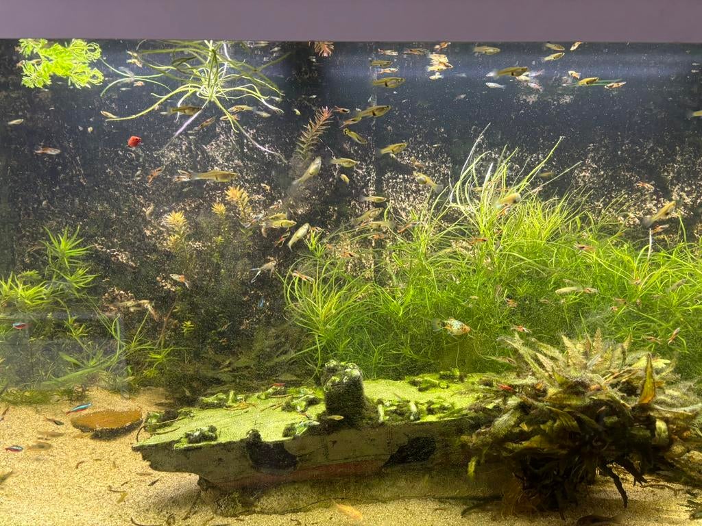 Guppen mix endler, Dieren en Toebehoren, Vis