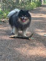 Dekreu ( niet te koop), Keeshond, Reu, 1 tot 2 jaar, Parvo