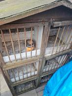 Duiven hokken, Meerdere dieren, Postduif