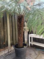Dicksonia antarctica boomvaren 120 cm stam, Overige soorten, 100 tot 250 cm, Zomer, Ophalen