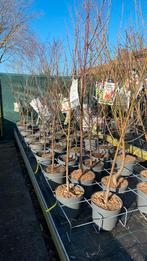 Fruitbomen laagstam, halfstam en hoogstam, Ophalen, Minder dan 100 cm, Overige soorten, Lente