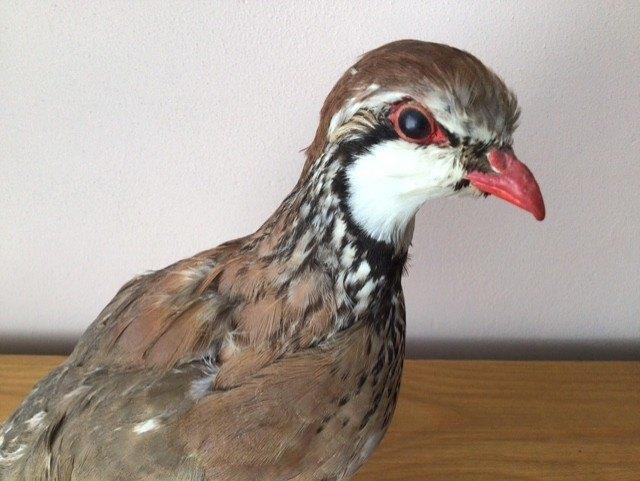 Te koop opgezette Roodpootpatrijs, Verzamelen, Dierenverzamelingen, Ophalen of Verzenden, Vogel, Opgezet dier