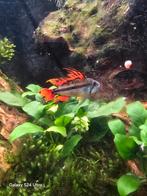 Apistogramma Cacatuoides Triple Red, Vis, Zoetwatervis, Schoolvis