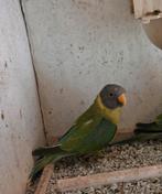 Pruimkop 2025, Geslacht onbekend, Parkiet