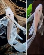 Algeneters longfin gezocht, Meerdere dieren, Overige soorten