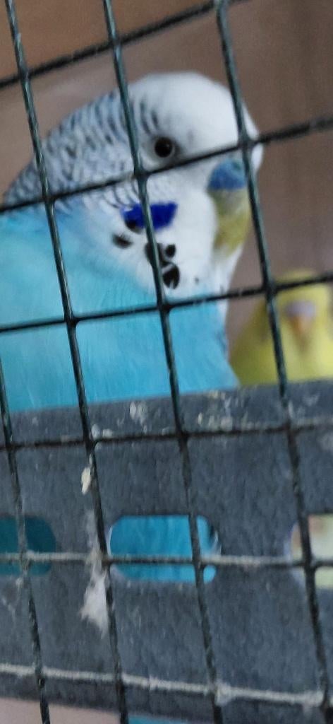 Parkieten te koop, Mannelijk, Parkiet