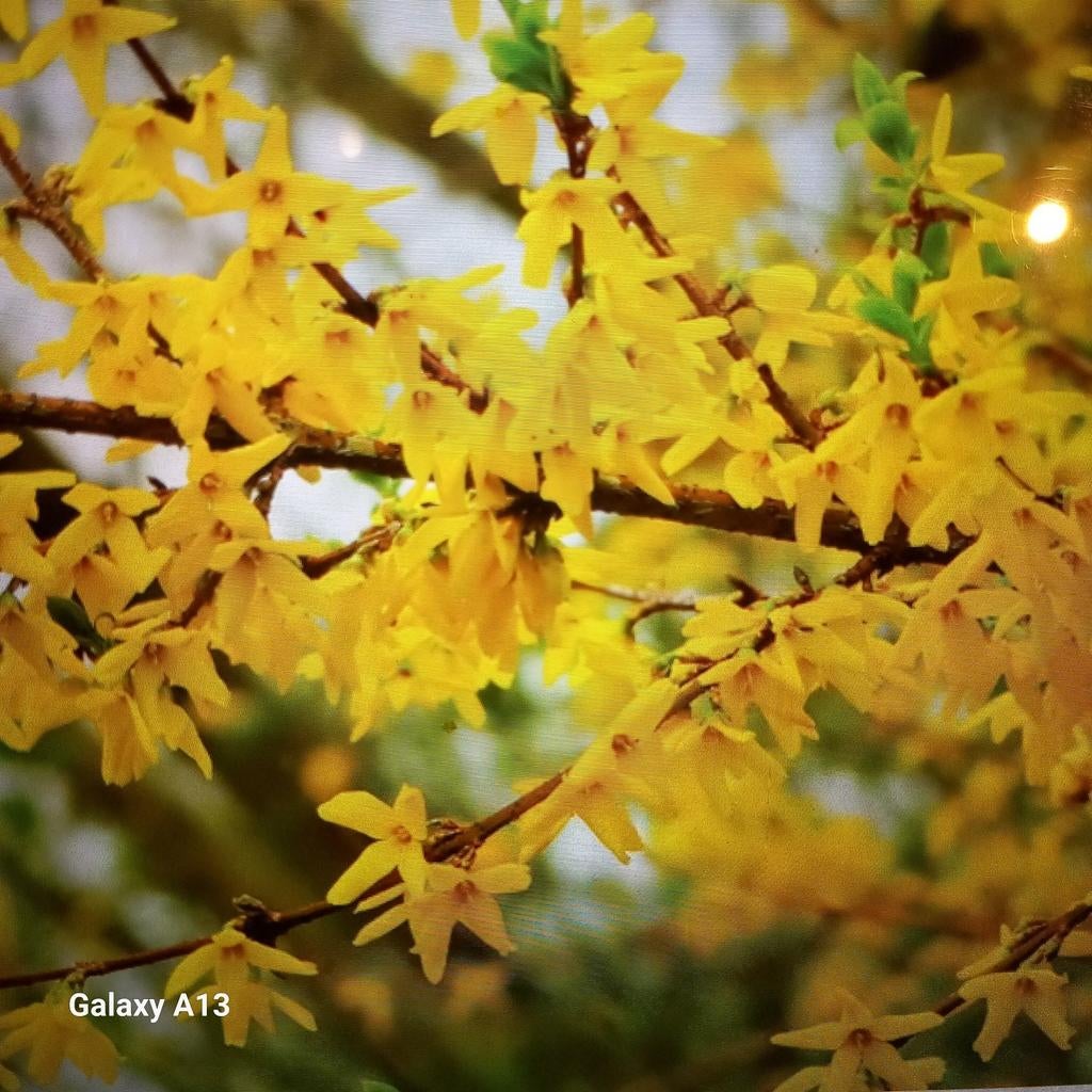 Forsythia planten - Prachtige gele bloeiers voor uw tuin, Tuin en Terras, Volle zon, Vaste plant, Lente, Ophalen