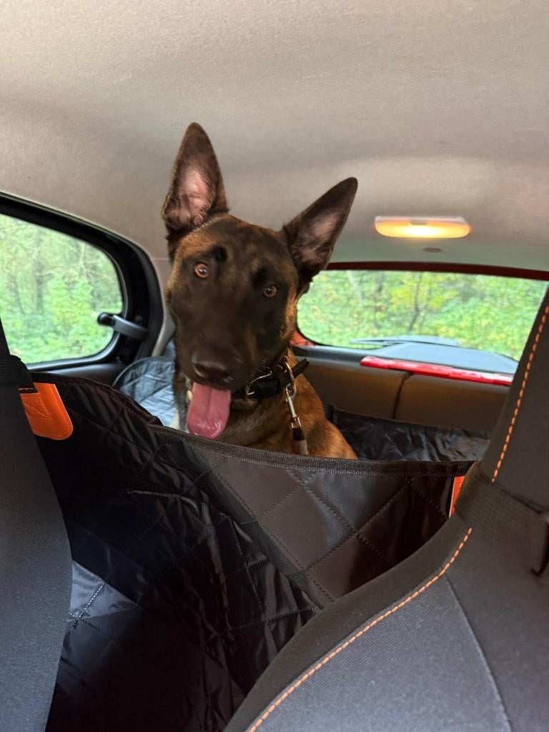 Mechelse herder, Particulier, Reu, 1 tot 2 jaar, Buitenland