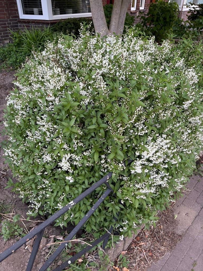 Platen, bomen en bloempotten gratis afhalen, Ophalen, Overige soorten, Minder dan 100 cm