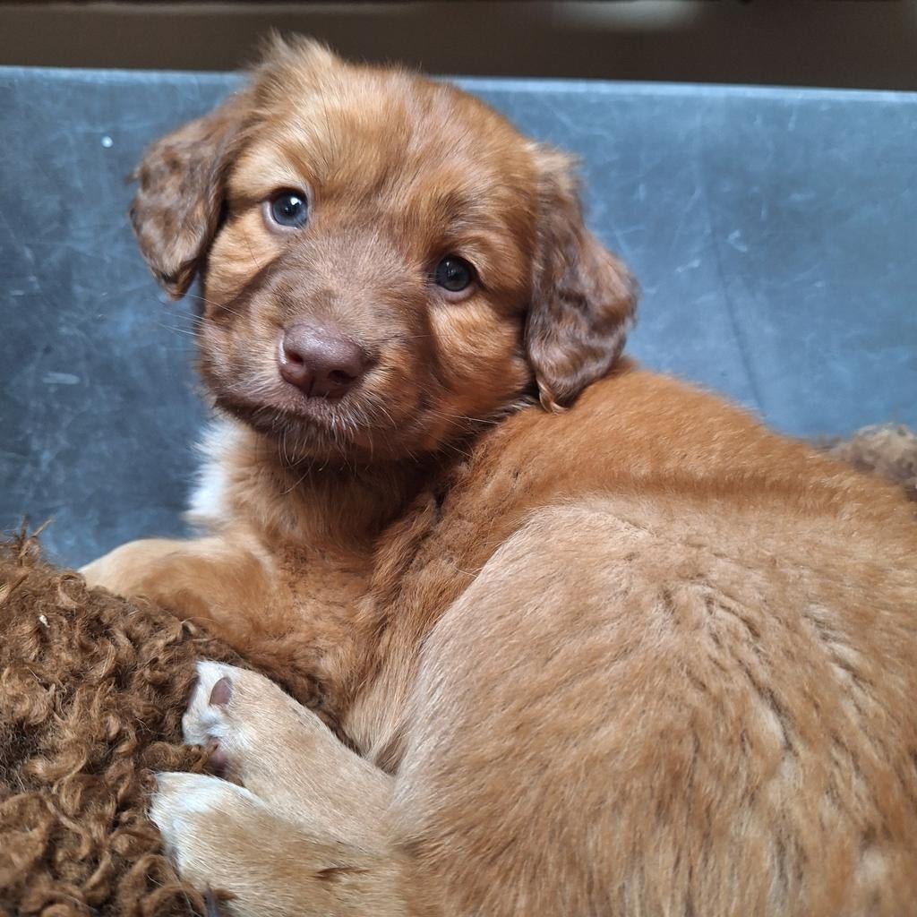 Nova Scotia Duck Tolling Retriever, Overige rassen, 8 tot 15 weken, Parvo, Meerdere