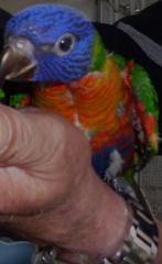 Lori van de blauwe bergen met DNA Certificaat, Dieren en Toebehoren, Vogels | Parkieten en Papegaaien, Meerdere dieren, Papegaai