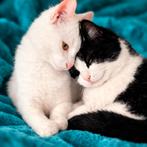 Zeer lieve kittens m/v 11 mnd gesteril/gechip/ingeënt, Dieren en Toebehoren, Meerdere dieren, Kortharig, 0 tot 2 jaar