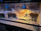 Terrarium met Baardagaam, Dieren en Toebehoren, Reptielen en Amfibieën, Overige soorten, Met terrarium, 0 tot 2 jaar