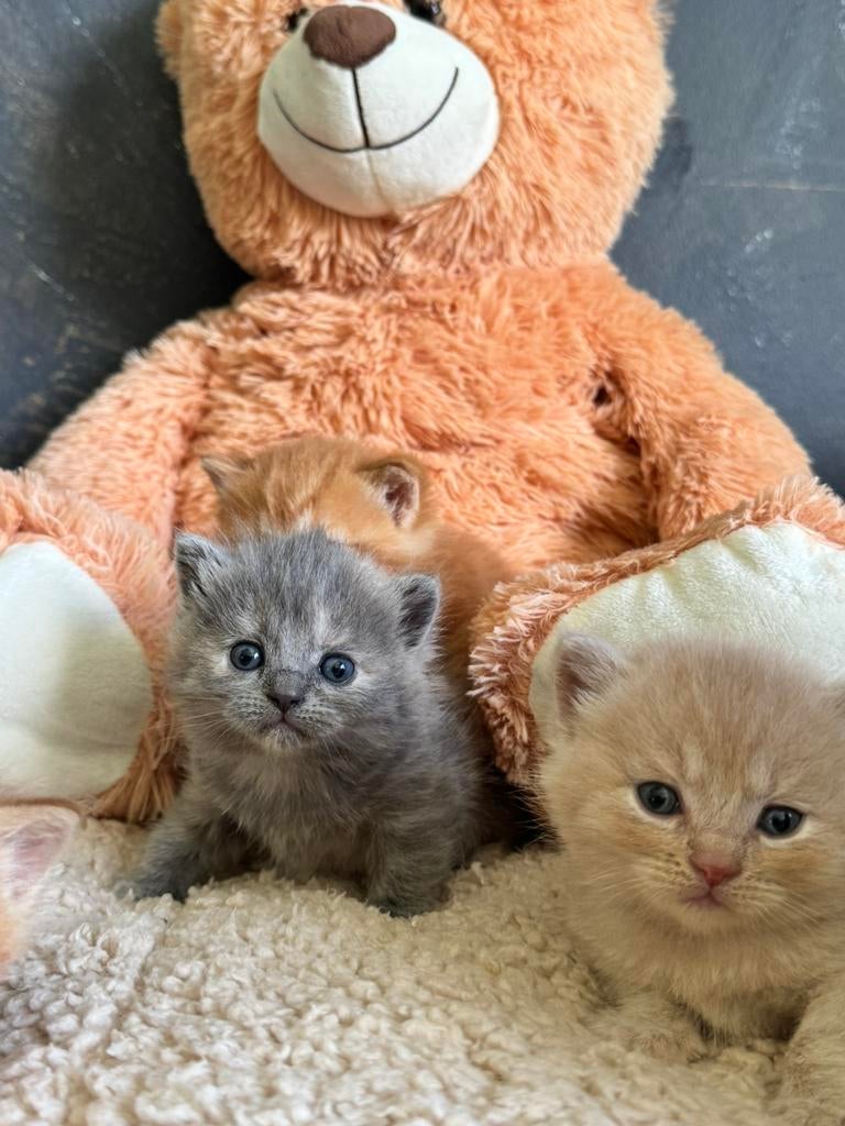 Prachtige Brits Korthaar x Brits Langhaar kittens, Meerdere dieren, Ontwormd, 0 tot 2 jaar