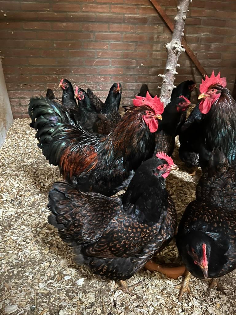 Mooie Barnevelders dubbelgezoomd ( barnevelder kip ), Dieren en Toebehoren, Pluimvee, Vrouwelijk, Kip