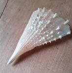 Schelp Pinna carnea, Ophalen of Verzenden, Schelp(en)