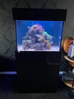 Aquaja Diamond line 275 compleet zoutwater aquarium, Ophalen, Zo goed als nieuw, Gevuld zeewateraquarium