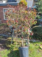 mooie grote Glansmispel (Photinia fraseri 'Red Robin) in pot, Tuin en Terras, Planten | Bomen, Overige soorten, 100 tot 250 cm