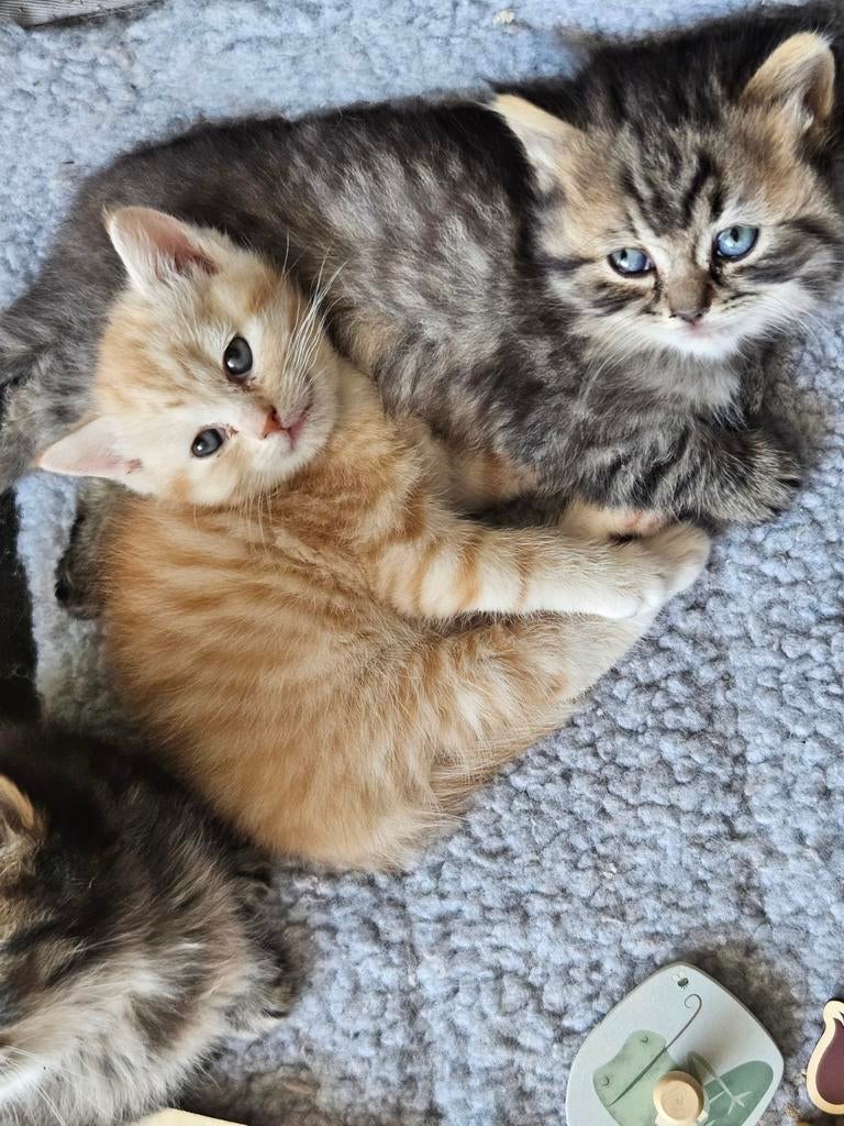 Britse kittens