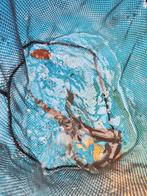 Graskarper 15-20 cm desgewenst bezorgd aan huis, Karper of Koi