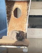 Gratis poes Mina (7 maanden) – goed huis gezocht, Ophalen of Verzenden