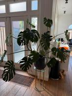Grote monstera, Groene kamerplant, Ophalen, Halfschaduw, 100 tot 150 cm