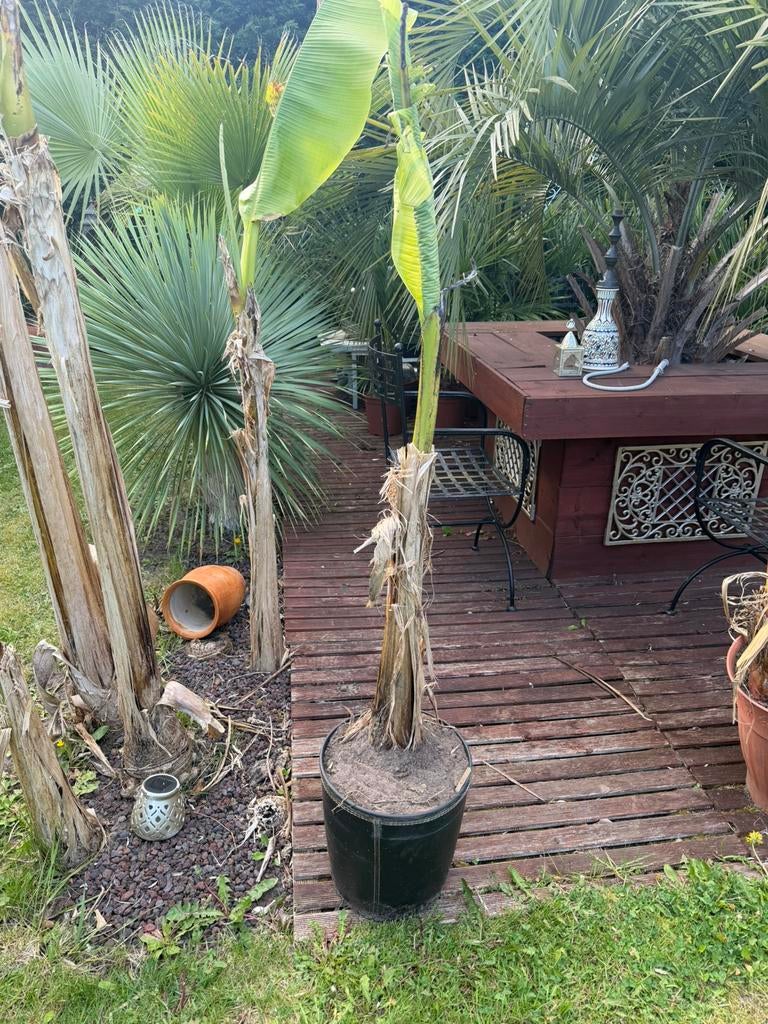 Musa Basjoo 'Winterharde' banaan voor Nederlandse tuinen