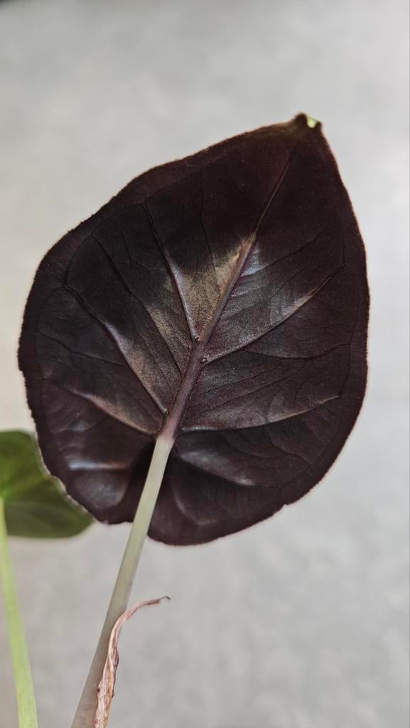 Alocasia Infernalis kapit Black Magic, Huis en Inrichting, Kamerplanten, Ophalen of Verzenden, Halfschaduw, Minder dan 100 cm