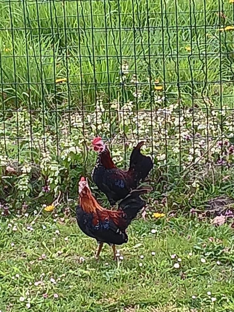 Jonge serama haantjes, Mannelijk, Kip