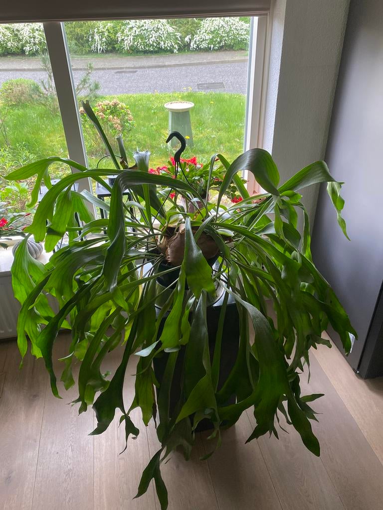 Grote Hertshoorn Varen (Platycerium), Ophalen, Vaste plant, Varens, Bloeit niet