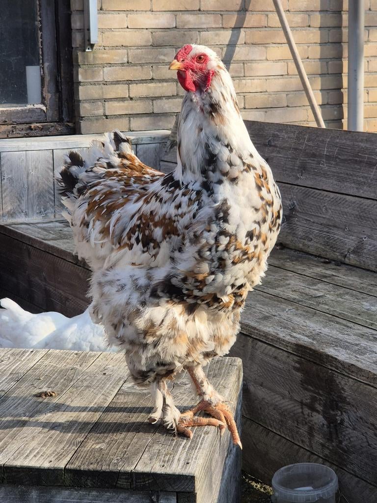 Gratis broedrijpe haan van een jaar, Mannelijk, Kip